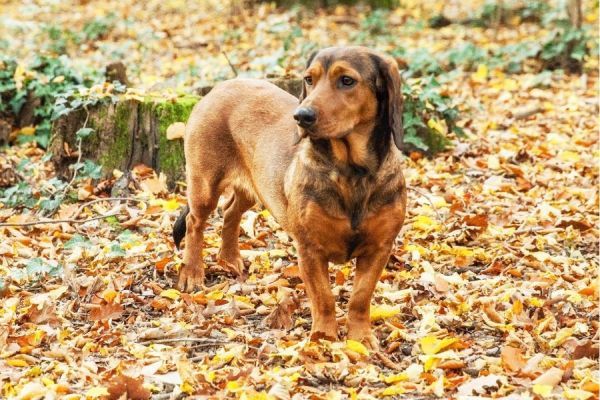 are alpine dachsbracke hypoallergenic