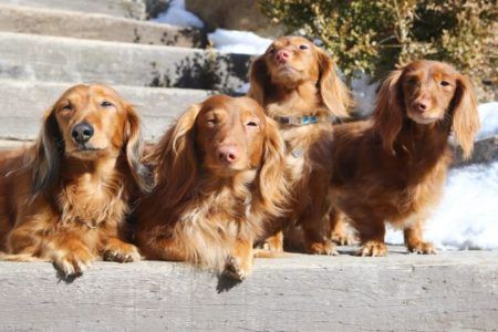 Dackel-Farben erklärt | HundeFunde