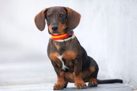 Dackel-Farben erklärt | HundeFunde