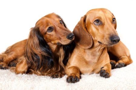 Dackel-Farben erklärt | HundeFunde