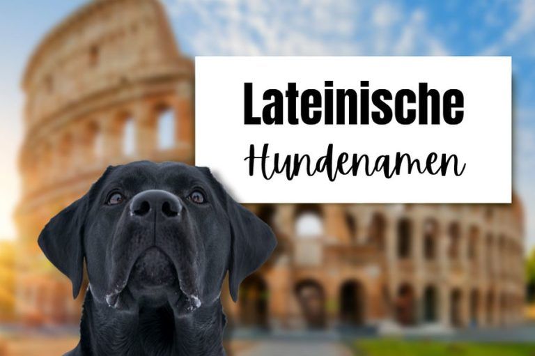 101 lateinische Hundenamen (mit Bedeutung) HundeFunde