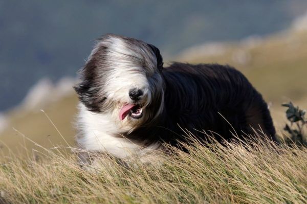 Liegeschwielen beim Hund Nicht immer vermeidbar! HundeFunde