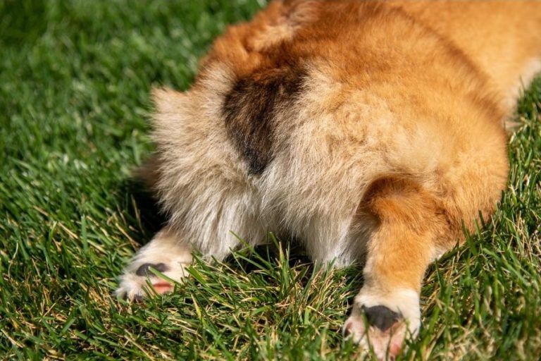 Hundekekse mit Nassfutter [Backmatte] 🦴 HundeFunde