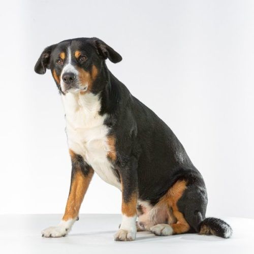 Black Tricolor-Hunderassen: 31 Dreifarbige Hunde | HundeFunde