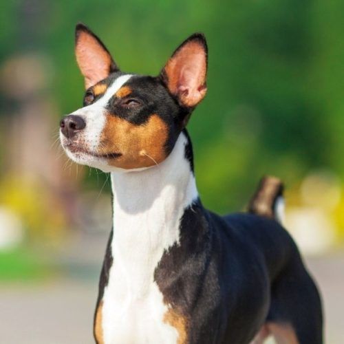 Black Tricolor-Hunderassen: 31 Dreifarbige Hunde | HundeFunde