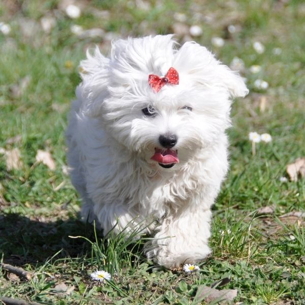 Weiße Hunde: 27 Hunderassen mit weißem Fell [Liste mit Bildern ...