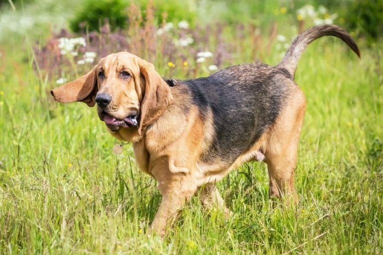 Wei e Hunde 27 Hunderassen Mit Wei em Fell Liste Mit Bildern wei-e-hunde-27-hunderassen-mit-wei-em-fell-liste-mit-bildern