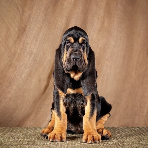 Bloodhound HundeFunde