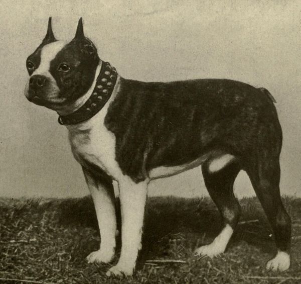 Boston Terrier | HundeFunde