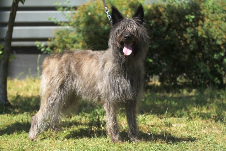 Bouvier des Ardennes | HundeFunde