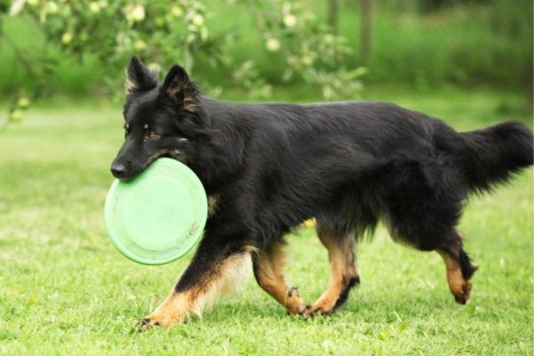 Wei e Hunde 27 Hunderassen Mit Wei em Fell Liste Mit Bildern wei-e-hunde-27-hunderassen-mit-wei-em-fell-liste-mit-bildern