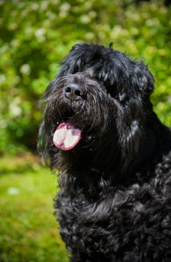 Art Dog Russische Schwarze Terrier clipring Anzahl Halter DE Silber bedeckt 
