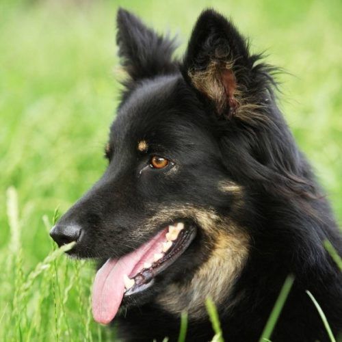 7 Tschechische Hunderassen | HundeFunde