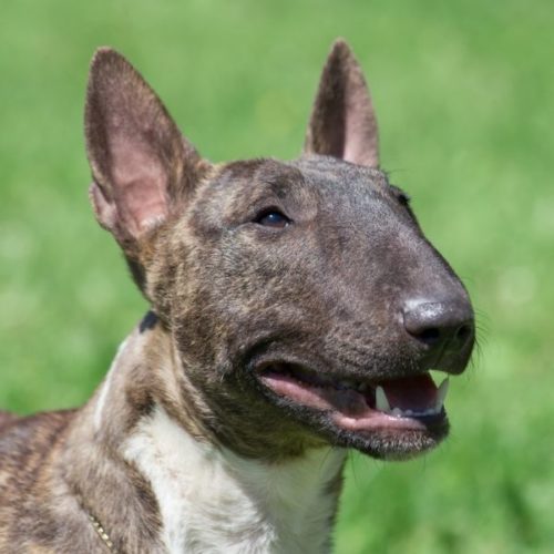 49 Hunde mit Stehohren [Liste mit Bild] | HundeFunde
