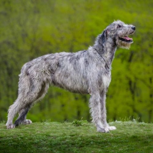 9 irische Hunderassen | HundeFunde