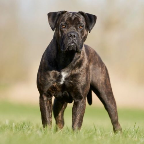 19 MolosserHunderassen Doggen und Mastiffs [Liste mit Bild] HundeFunde