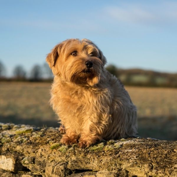 welche terrier arten gibt es