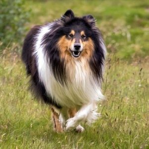 Black Tricolor-Hunderassen: 31 Dreifarbige Hunde | HundeFunde