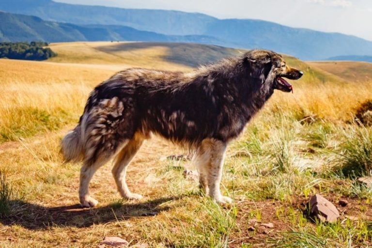 ciobanesc-rom-nesc-carpatin-hundefunde