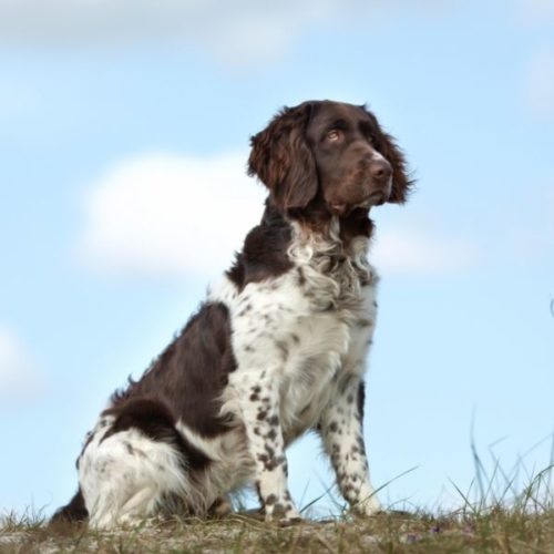 Braunweiße Hunderassen 26 Hunde in chocolatewhite HundeFunde