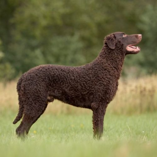27 Hunde mit Locken [Liste mit Bildern] HundeFunde
