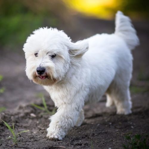 Weiße Hunde 33 Hunderassen mit weißem Fell HundeFunde