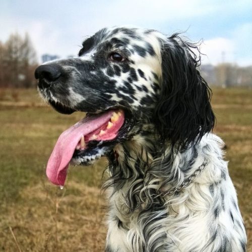 33 schwarzweiße Hunderassen HundeFunde