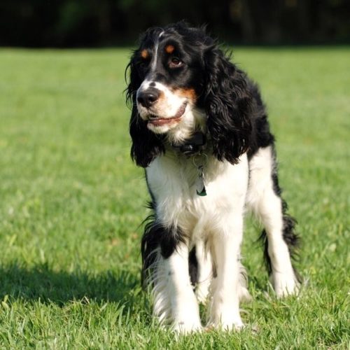 Black Tricolor-Hunderassen: 31 Dreifarbige Hunde | HundeFunde