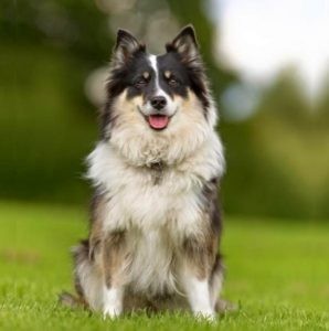 Black Tricolor-Hunderassen: 31 Dreifarbige Hunde | HundeFunde