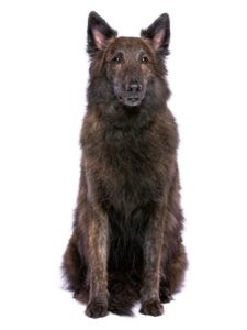 Holländischer Schäferhund (Hollandse Herdershond) | HundeFunde