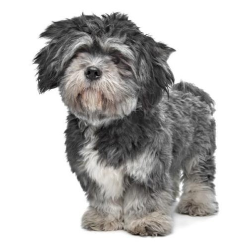 Graue Hunderassen 40 Hunde mit grauem Fell HundeFunde