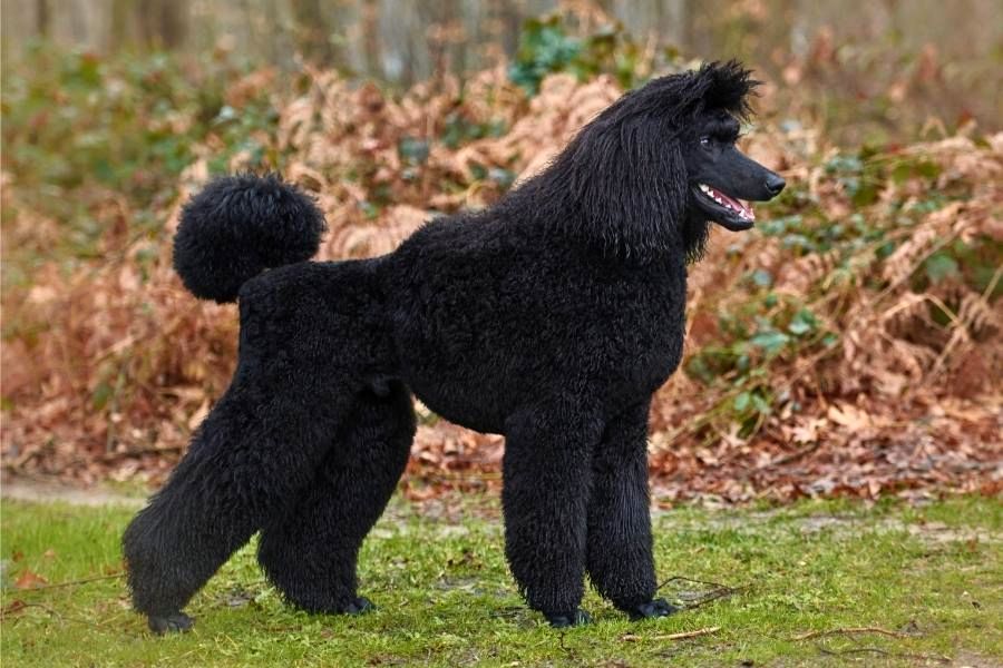 Gro pudel K nigspudel Standardpudel HundeFunde