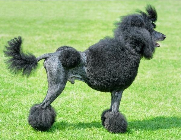 Gro pudel K nigspudel Standardpudel HundeFunde
