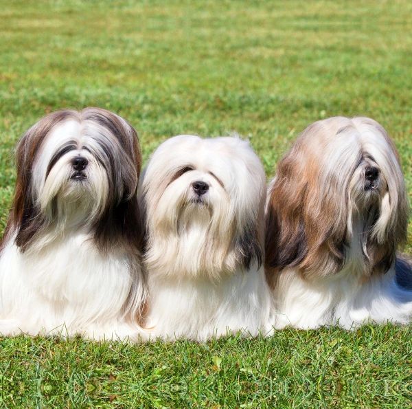 Langhaar-Hunderassen: mit langen Haaren | HundeFunde