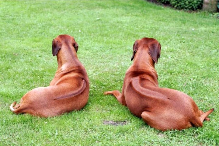 4 Hunderassen mit Ridgeback | HundeFunde