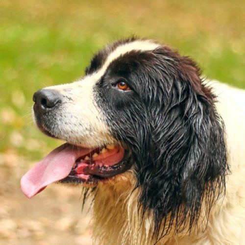 33 schwarzweiße Hunderassen HundeFunde