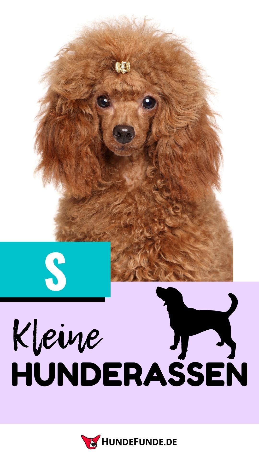 37 kleine Hunderassen [Liste mit Bild] | HundeFunde