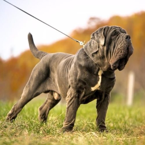 19 MolosserHunderassen Doggen und Mastiffs [Liste mit Bild] HundeFunde