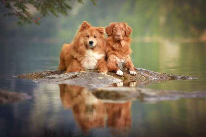 Faszinierend Hund Mit Rotem Fell Fotos