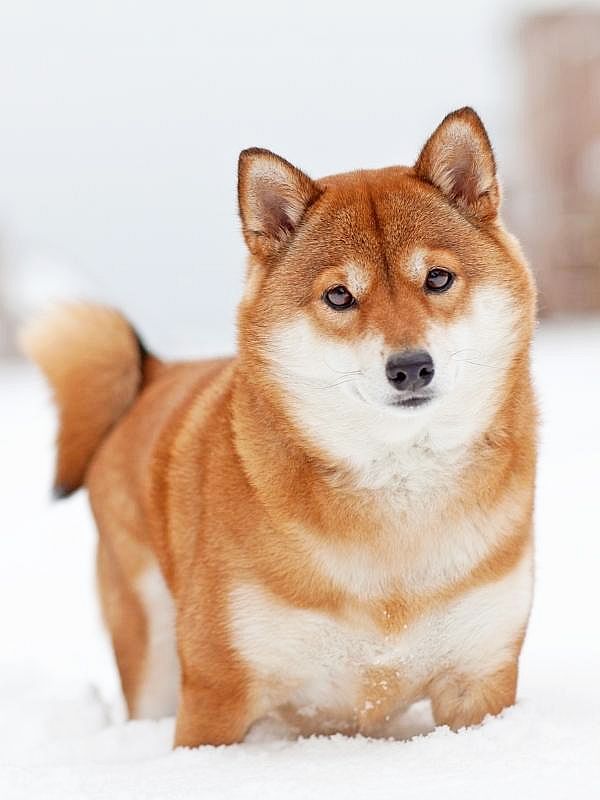 11 japanische Hunderassen [Liste Bild] | HundeFunde