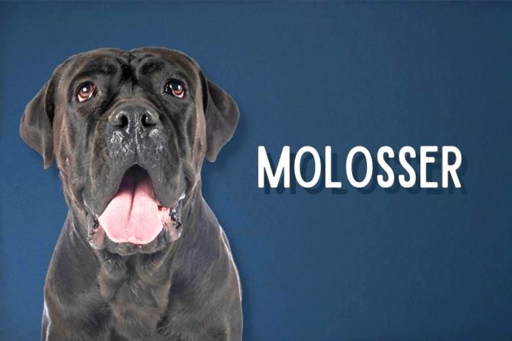 19 Molosser-Hunderassen: Doggen und Mastiffs [Liste mit Bild] | HundeFunde