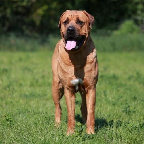 19 MolosserHunderassen Doggen und Mastiffs [Liste mit Bild] HundeFunde