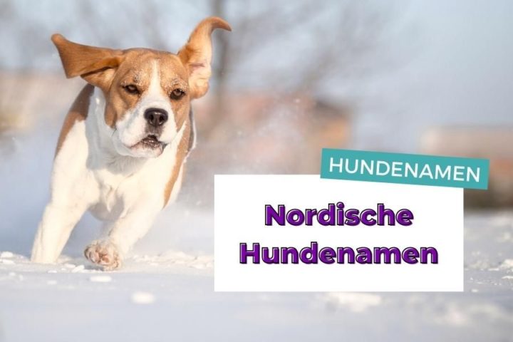 Elegantes Nordische Hundenamen Mit B Fotos