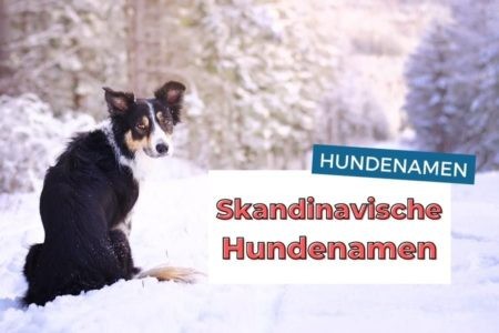Nordische Hundenamen Mit B