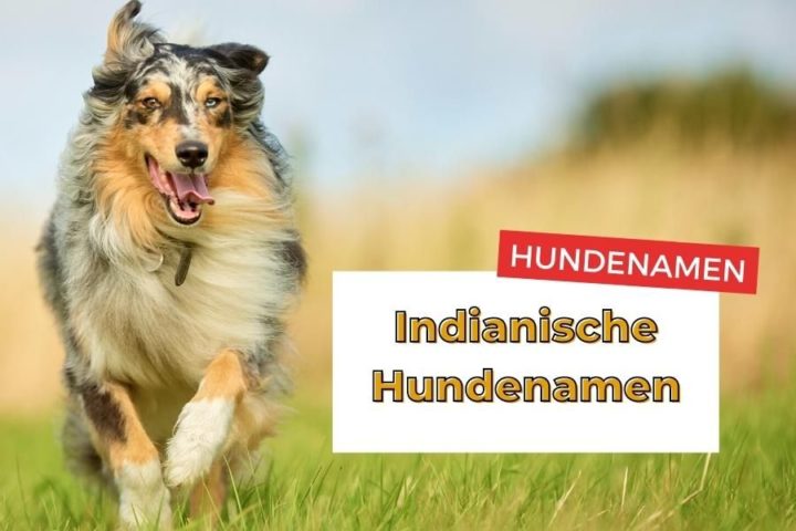 Hundenamen Mit J