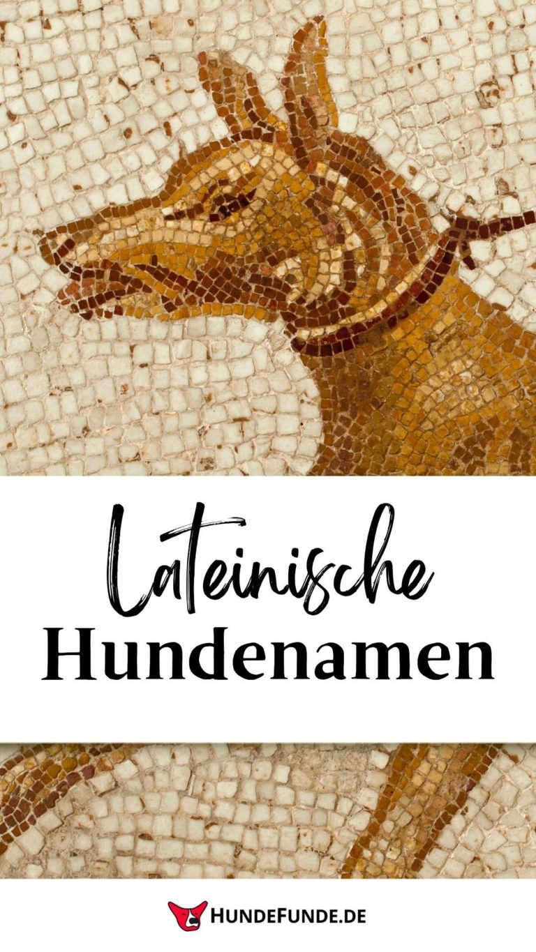 101 lateinische Hundenamen (mit Bedeutung) HundeFunde