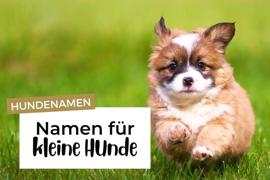 352 niedliche Hundenamen für kleine Hunde | HundeFunde
