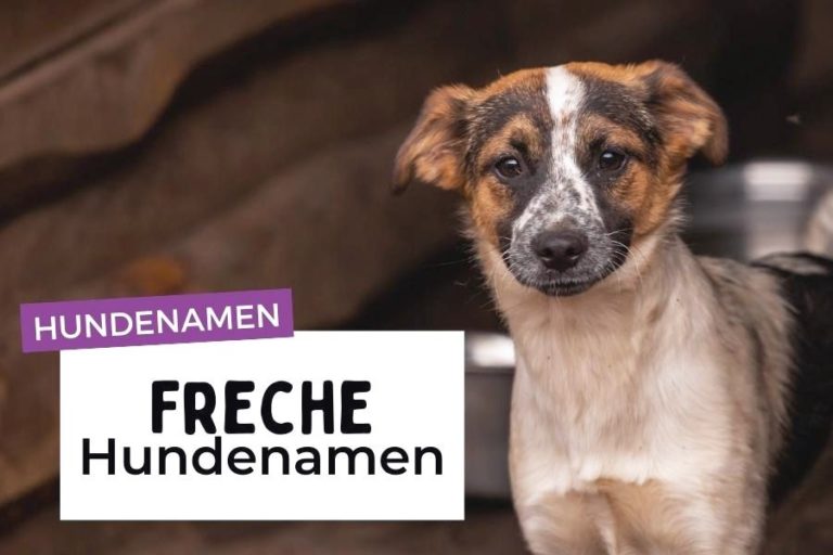 Elegantes Freche Hundenamen Mnnlich Bild