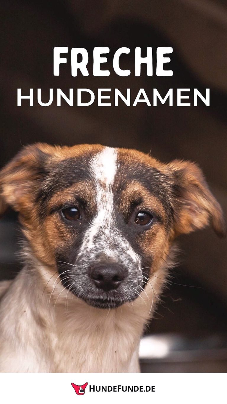 Elegantes Freche Hundenamen Mnnlich Bild