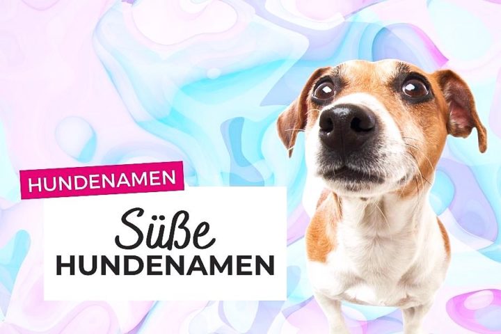 Elegantes Freche Hundenamen Mnnlich Bild